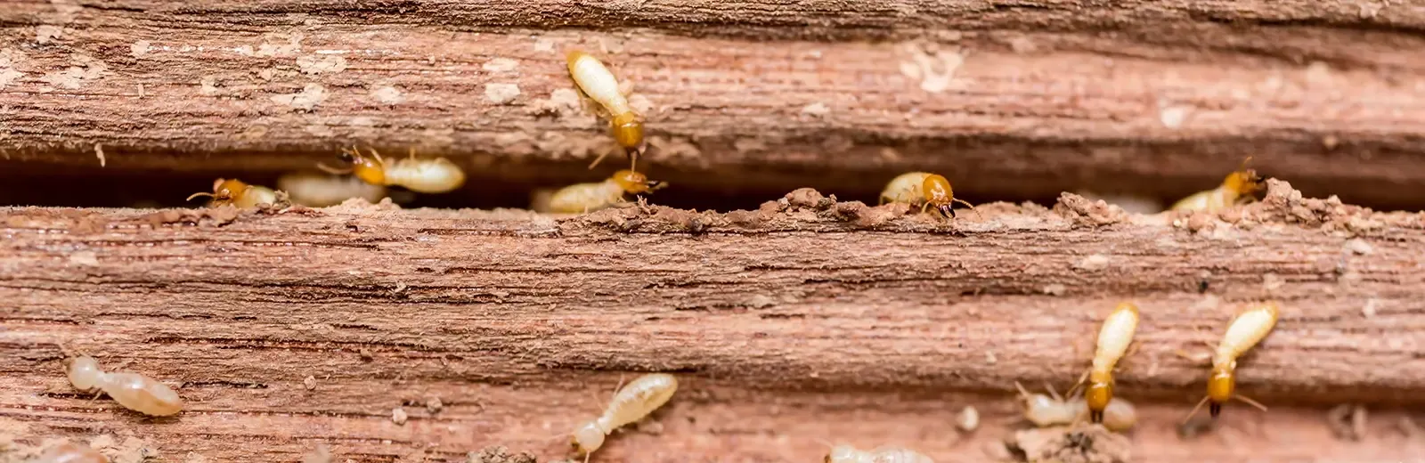 termites